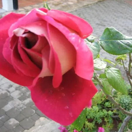 Agriturismo Pantalone 팜스테이